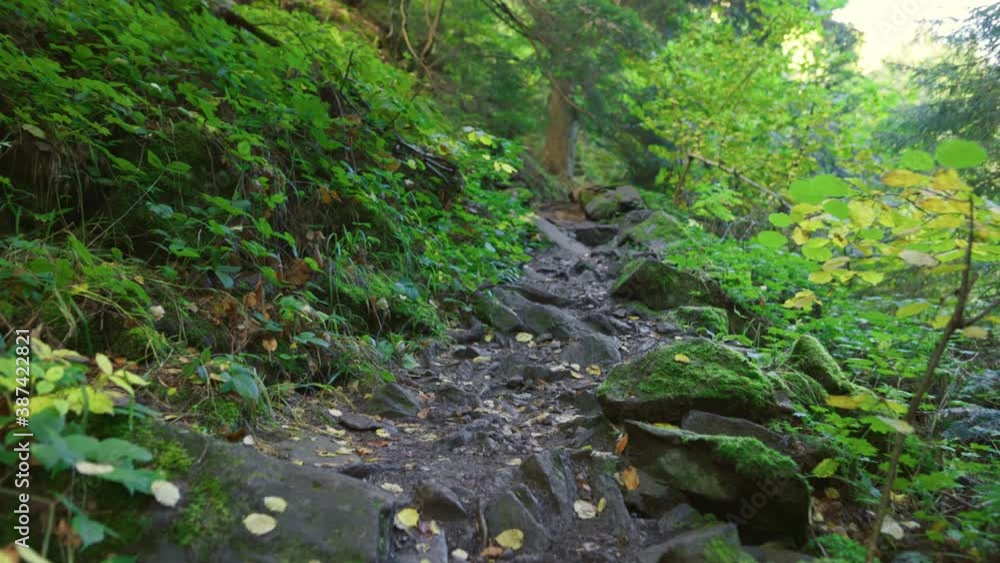 Walking along a narrow path in a fairy forest. Green forest nature background. Outdoor walks and a healthy lifestyle concept Walking along a narrow path in a fairy forest. Green forest nature background. Outdoor walks and a healthy lifestyle concept