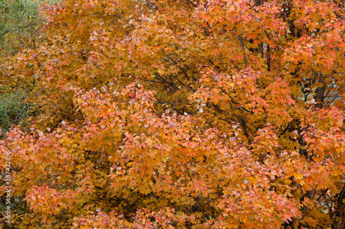 Fall foliage outdoors
