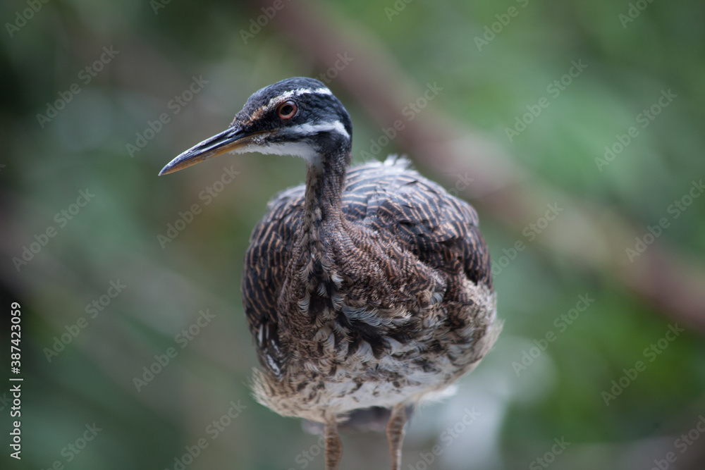 Obraz premium Bird outside in the sunlight