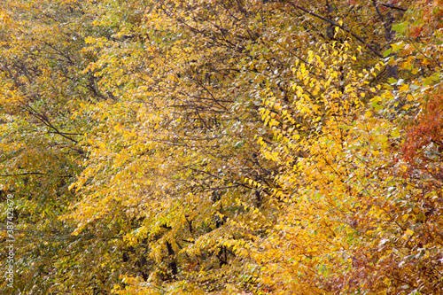 Fall foliage outdoors