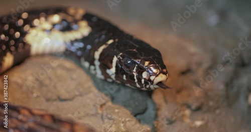 Spilotes pullatus, commonly known as the caninana,chicken snake,yellow rat snake, or serpiente tigre, is a species of large nonvenomous colubrid snake endemic to warmer parts of the Americas.