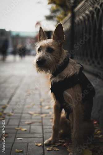 Portrait of a rescue dog in urban environments © Пётр Рябчун