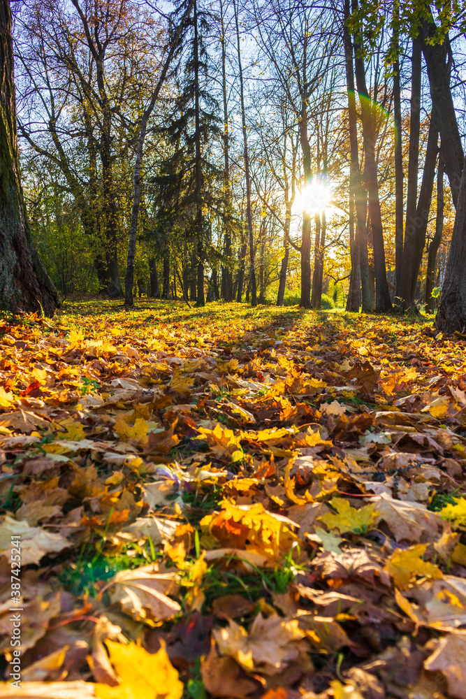 Fallen leaves in autumn tree shade park sunny weather wallpaper yellow october Fallen leaves in autumn tree shade park sunny weather wallpaper yellow october