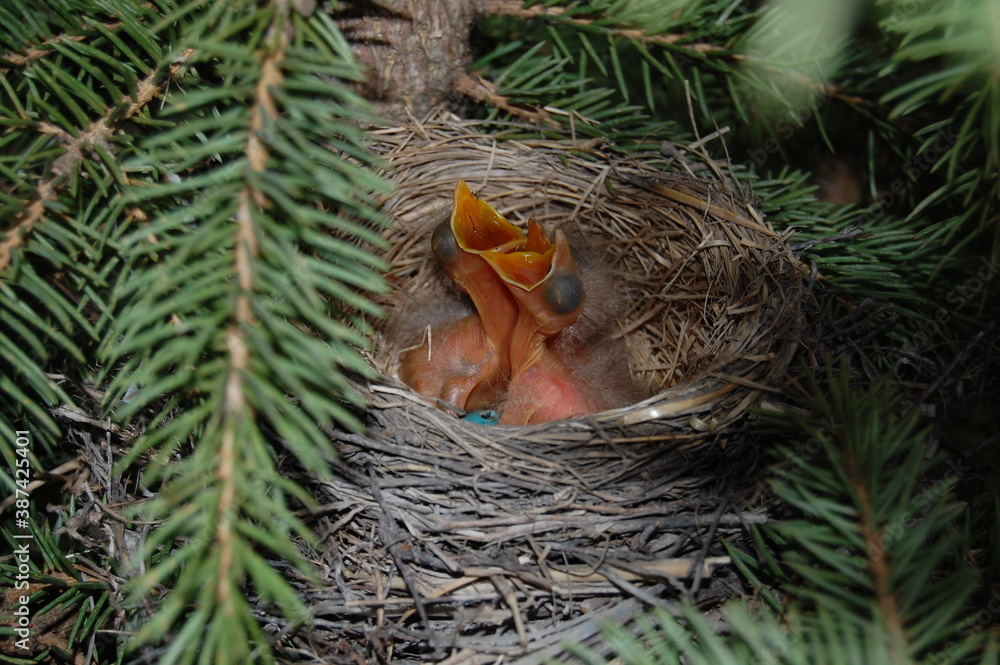 hungry baby robins in nest open mouths
