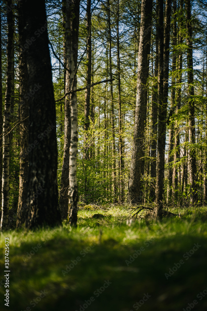 Wald Wald