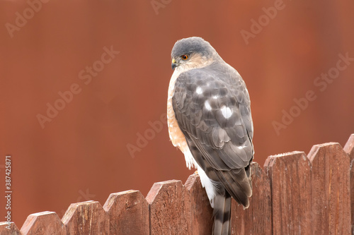 Sharp-shinned hawk (Accipiter striatus) perched while looking for prey;  Wyoming