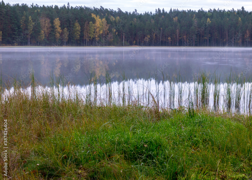 small bog lake in early autumn morning, fog on the lake surface, dry grass in the foreground, tree reflections in the water, cloudy sky