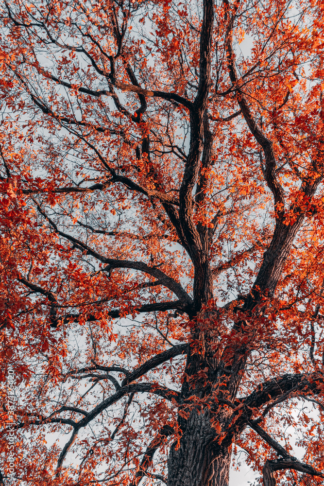 big tree with branches autumn weather fairy tale red art filter big tree with branches autumn weather fairy tale red art filter