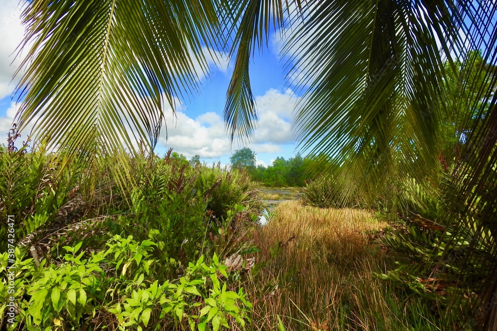 Obraz premium palm trees in the morning