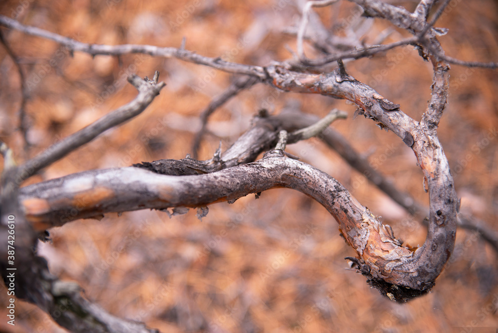 Twisting trunks of pine trees on a blurred background of autumn leaves. Natural background in autumn colors