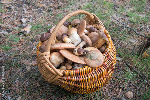 On an autumn day in the forest, there is a full basket of mushrooms on the grass.