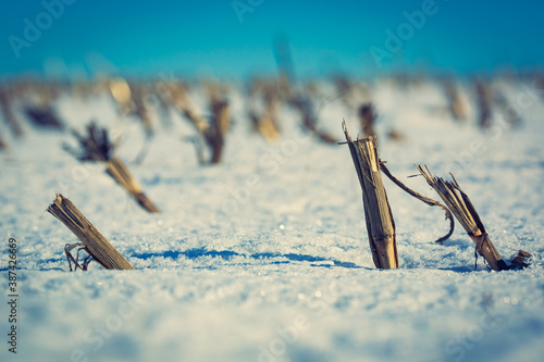 truncated corn field in winter