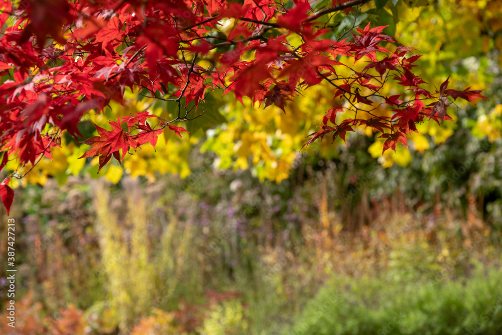 Leaves, trees and shrubs in beautiful colours, in the Botanical Gardens in the Royal Victoria Park, Bath Somerset UK. Photographed in autumn. Leaves, trees and shrubs in beautiful colours, in the Botanical Gardens in the Royal Victoria Park, Bath Somerset UK. Photographed in autumn.