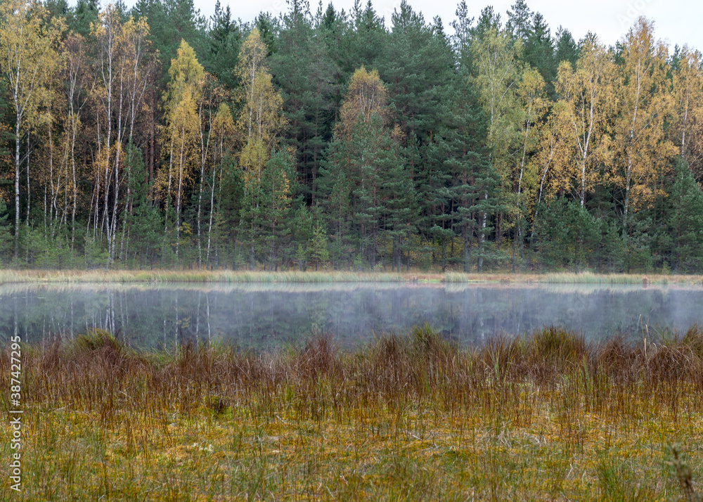 small bog lake in early autumn morning, fog on the lake surface, dry grass in the foreground, tree reflections in the water, cloudy sky small bog lake in early autumn morning, fog on the lake surface, dry grass in the foreground, tree reflections in the water, cloudy sky