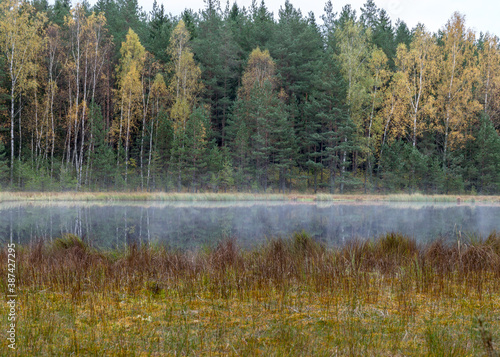 small bog lake in early autumn morning, fog on the lake surface, dry grass in the foreground, tree reflections in the water, cloudy sky