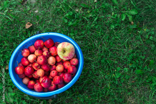 Harvest. Bucket of freshly picked crab apples on top is one big Apple. Bucket stands on bright green grass, top view.
