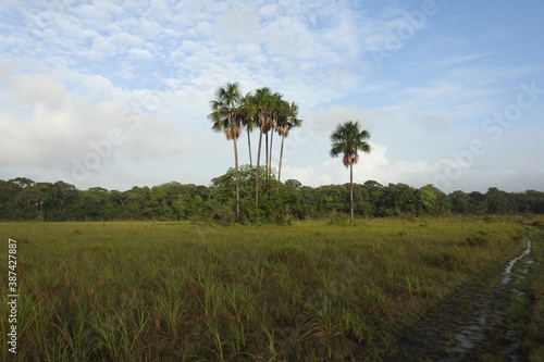 palm trees of blue sky