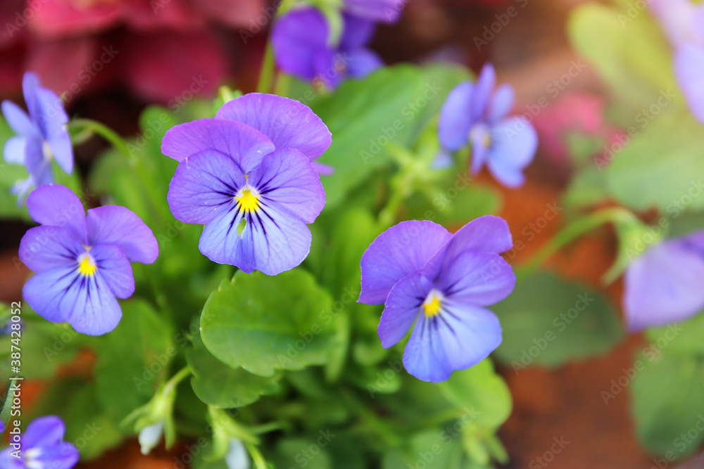 photo of blue pansy flowers in the garden. Close up, selective focus photo of blue pansy flowers in the garden. Close up, selective focus
