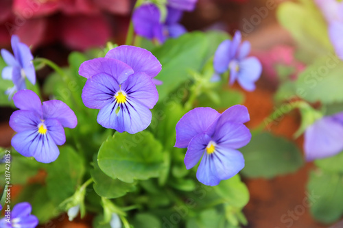 photo of blue pansy flowers in the garden. Close up  selective focus