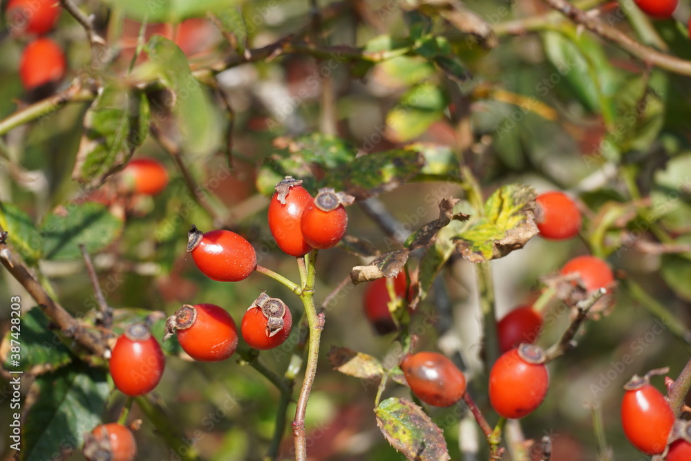 Rosehips at the Coast of the North Sea. High quality photo Rosehips at the Coast of the North Sea. High quality photo