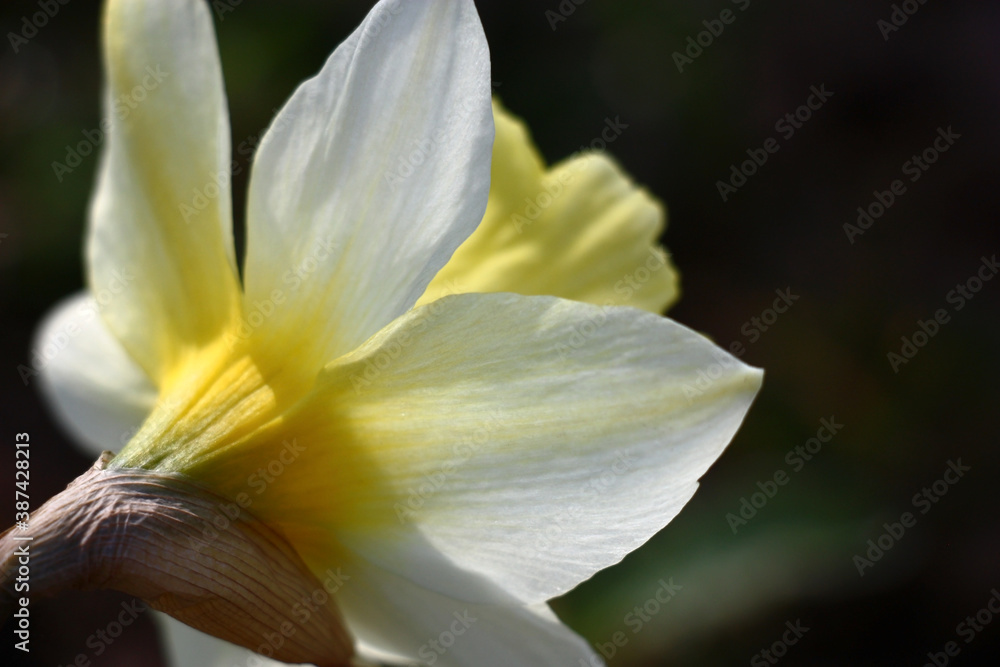 Single flower of a narcissus close up in an unusual foreshortening against a dark background. White petals cover a yellow crown.