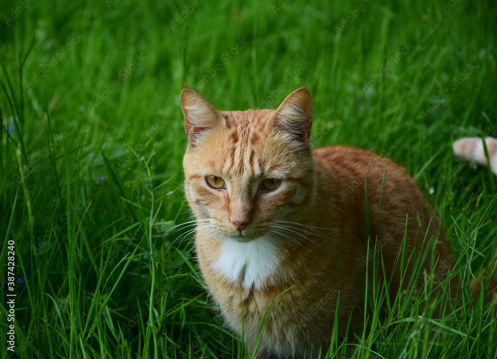 Ginger cat sitting on green grass