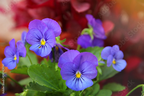 photo of blue pansy flowers in the garden. Close up, selective focus