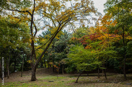 Photography autumn forest 1