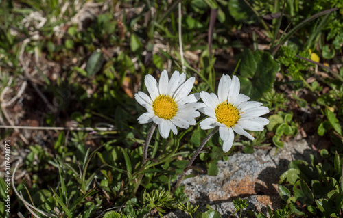 Closeup of Margherita Alpina  Leucanthemopsis alpina. Blooming Alpine daisy with green leaves on alpine meadow and rocks  selective focus