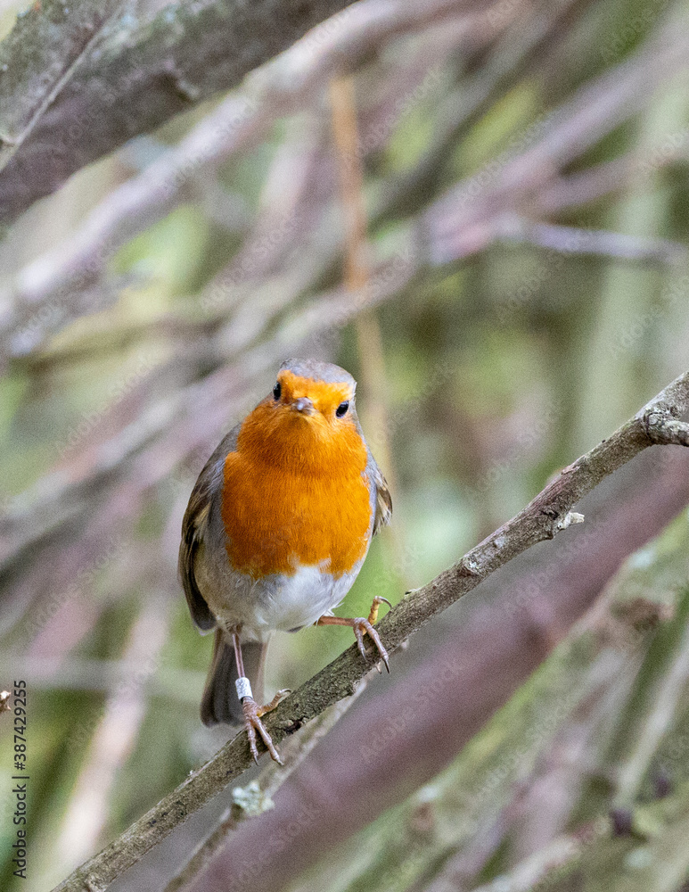 Robin red breast on an awkward perch Robin red breast on an awkward perch