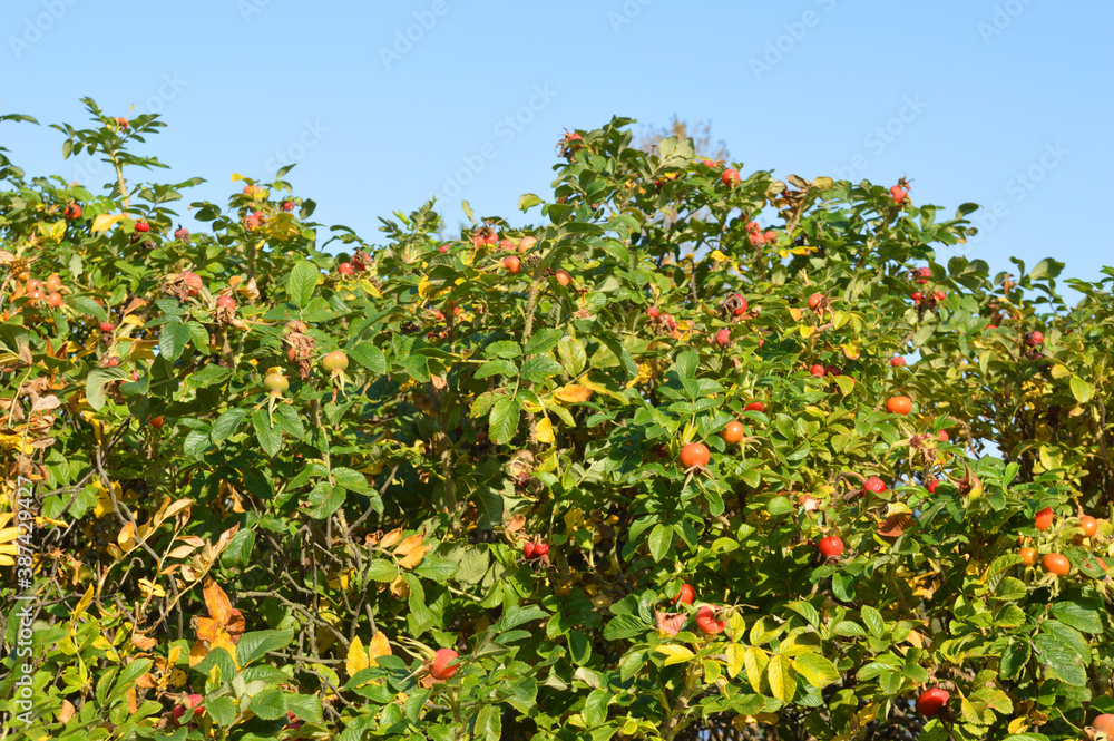 Fruits on wild rose branches at sunny day.