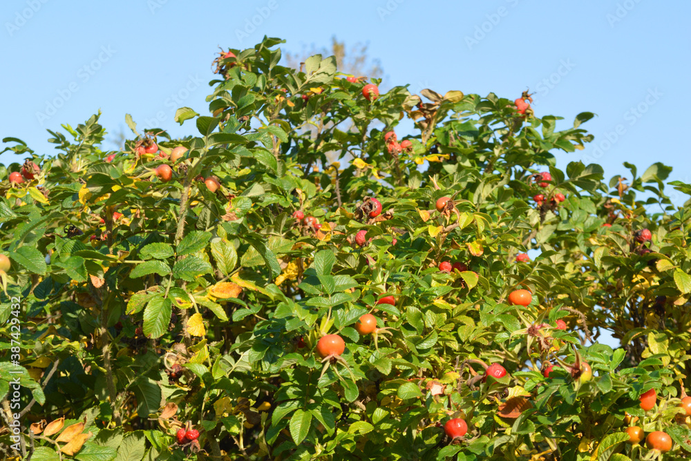 Fruits on wild rose branches at sunny day.