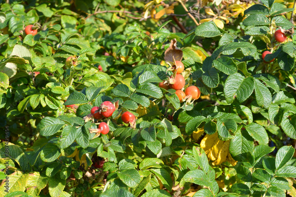 Fruits on wild rose branches at sunny day.