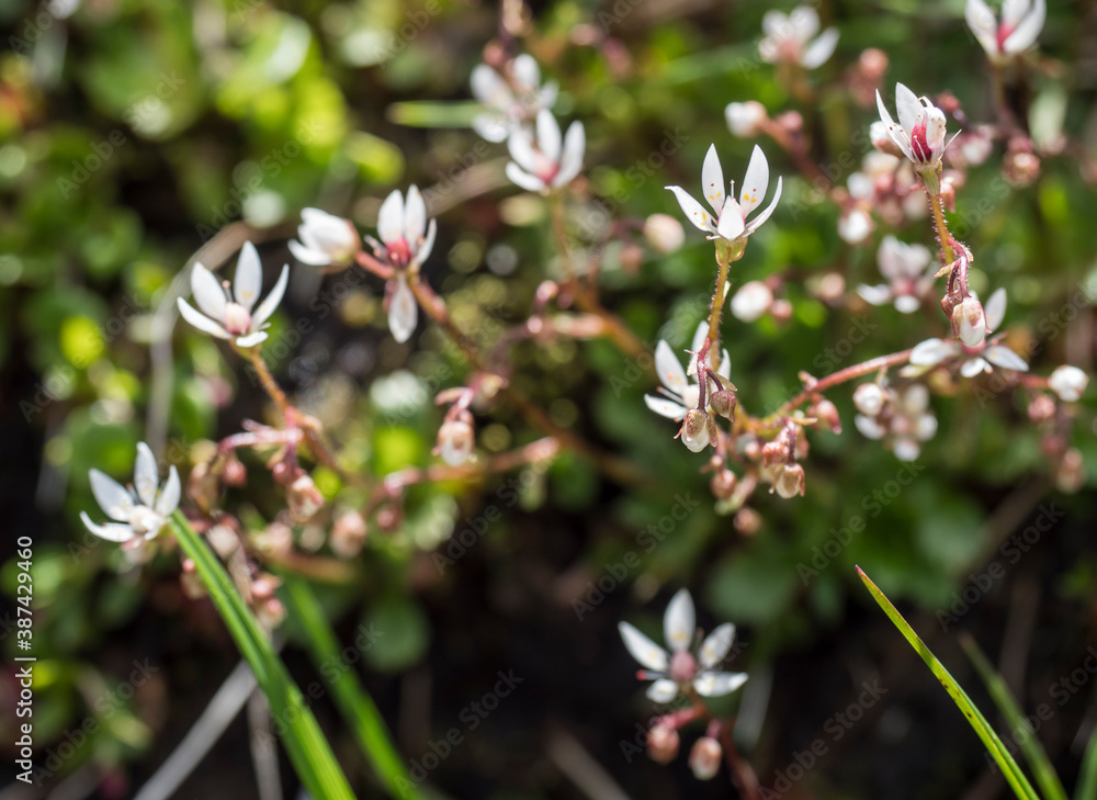 Blossom flowers and bud of Saxifraga umbrosa or urbium close up with green leaves , selective focus, bokeh background
