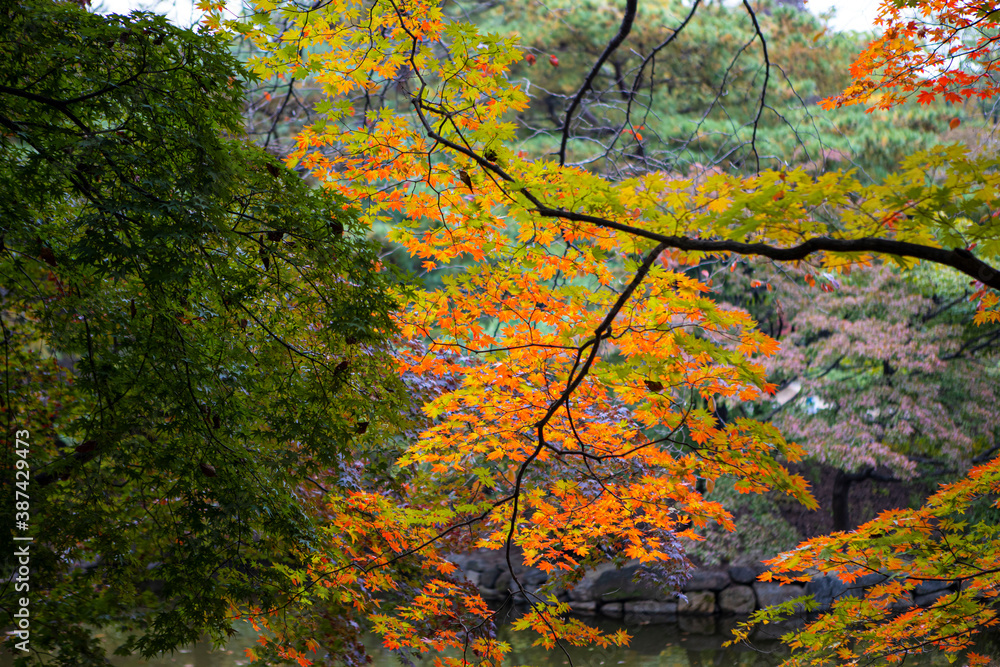 autumn in seoul 1