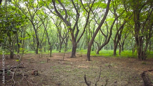 tall trees in aarey colony forest in mumbai. photo