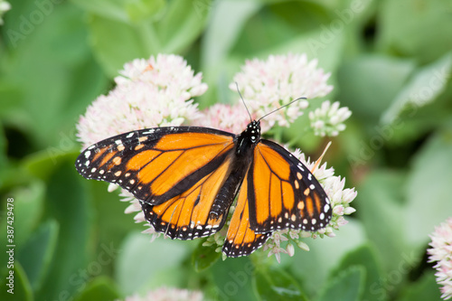 Monarch Butterfly on a white flower © Allen Penton