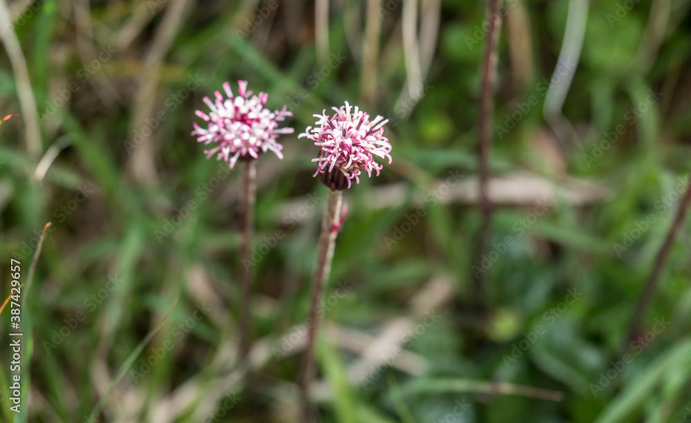 Close up pink alpine flowers with on alpine meadow, green bokeh background, selective focus Close up pink alpine flowers with on alpine meadow, green bokeh background, selective focus