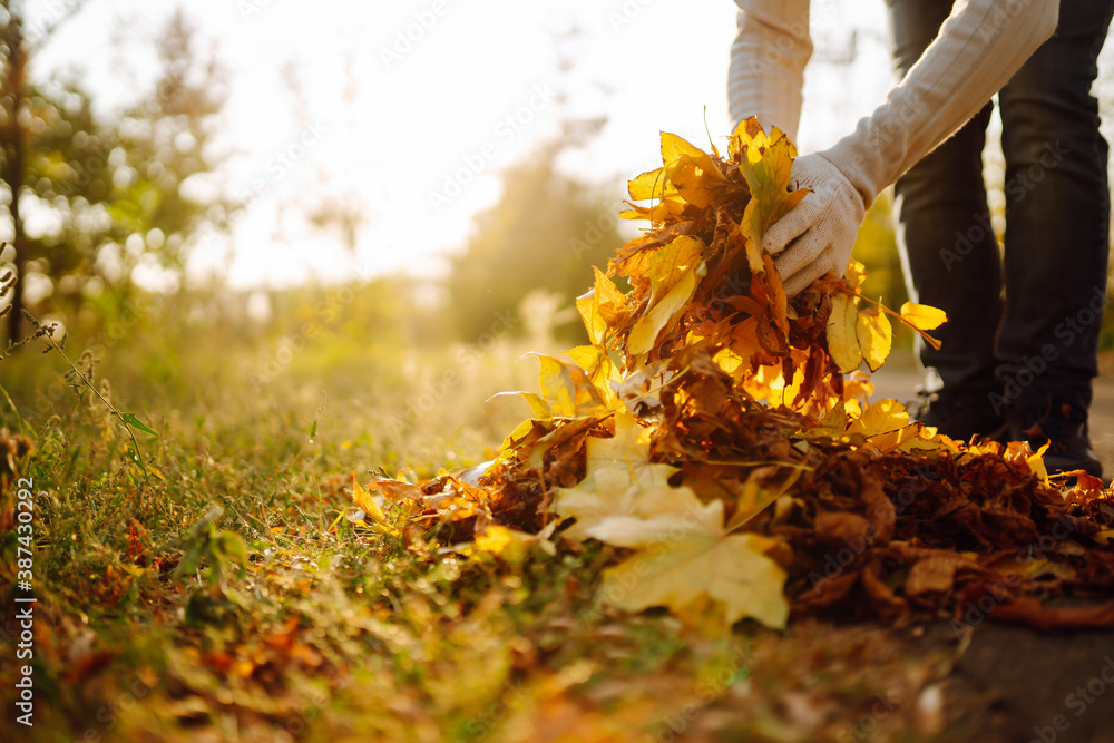 Obraz premium Cleaning of autumn leaves in the park. Male hand in gloves collects and piles fallen autumn leaves in the fall season. Volunteering, cleaning, and ecology concept.