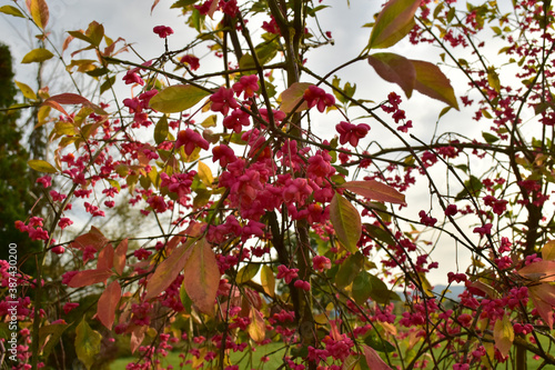 Spindle bush red tree german garden in autumn