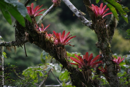Wonders of the Amazon Rainforest in the Viceroyalty of Peru