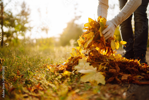 Cleaning of autumn leaves in the park. Male hand in gloves collects and piles fallen autumn leaves in the fall season. Volunteering, cleaning, and ecology concept.