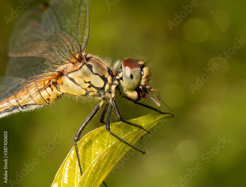 The ruddy darter - Sympetrum sanguineum, female. Dragonfly eating insect. © Oksana