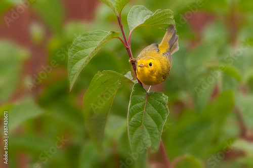 Female Wilson's warbler perched in crabapple tree;  Wyoming photo