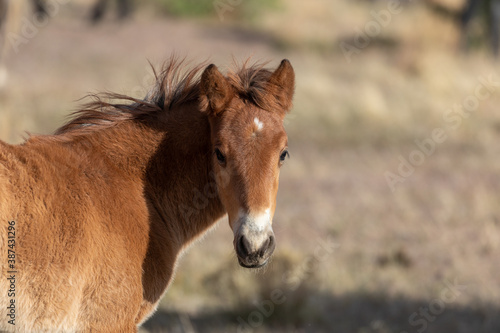 Wild Horse Foal in Spring in the Utah Desert