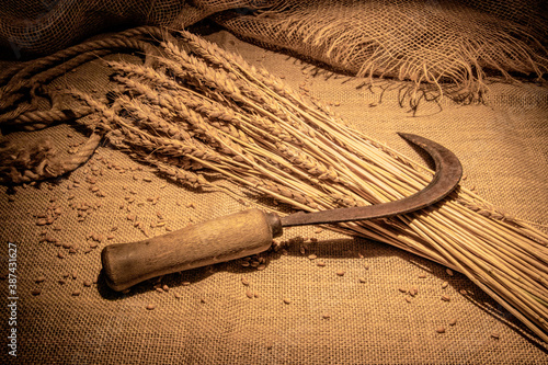 On the ears of ripe wheat lies a sickle for harvesting. Burlap and jute rope. Rural scene. photo