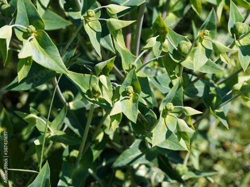 Euphorbia lathyris | Euphorbe épurge ou herbe à taupe, plante décorative sur tiges érigée aux feuilles vert bleuté, opposée triangulaires, fleurs jaune-vert