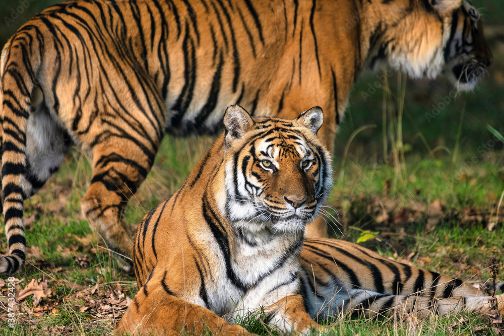 Fototapeta premium Tigres