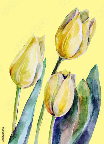 Watercolor yellow tulips  on craem background. Floral illustration. photo