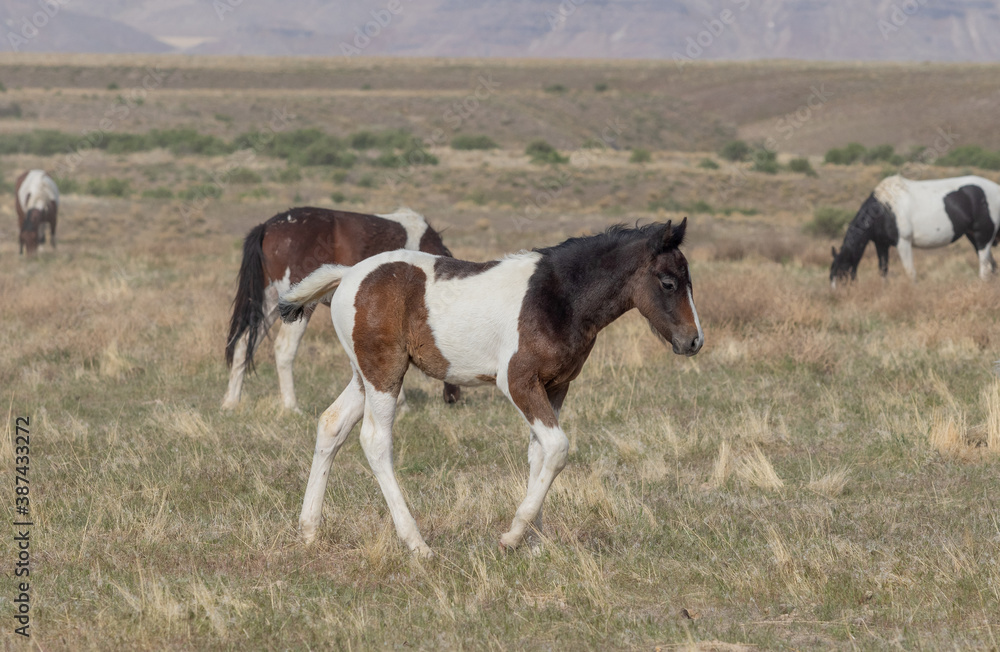 Wild Horse Foal in Spring in the Utah Desert Wild Horse Foal in Spring in the Utah Desert